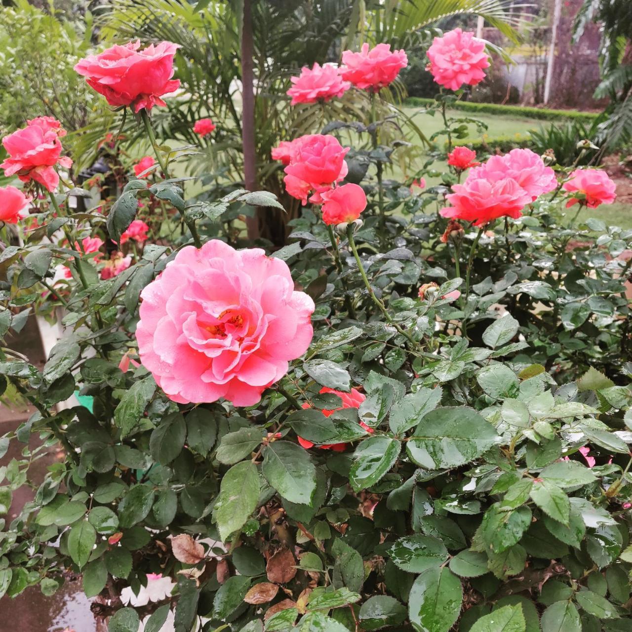 Heritage Homestay Джаму Екстериор снимка